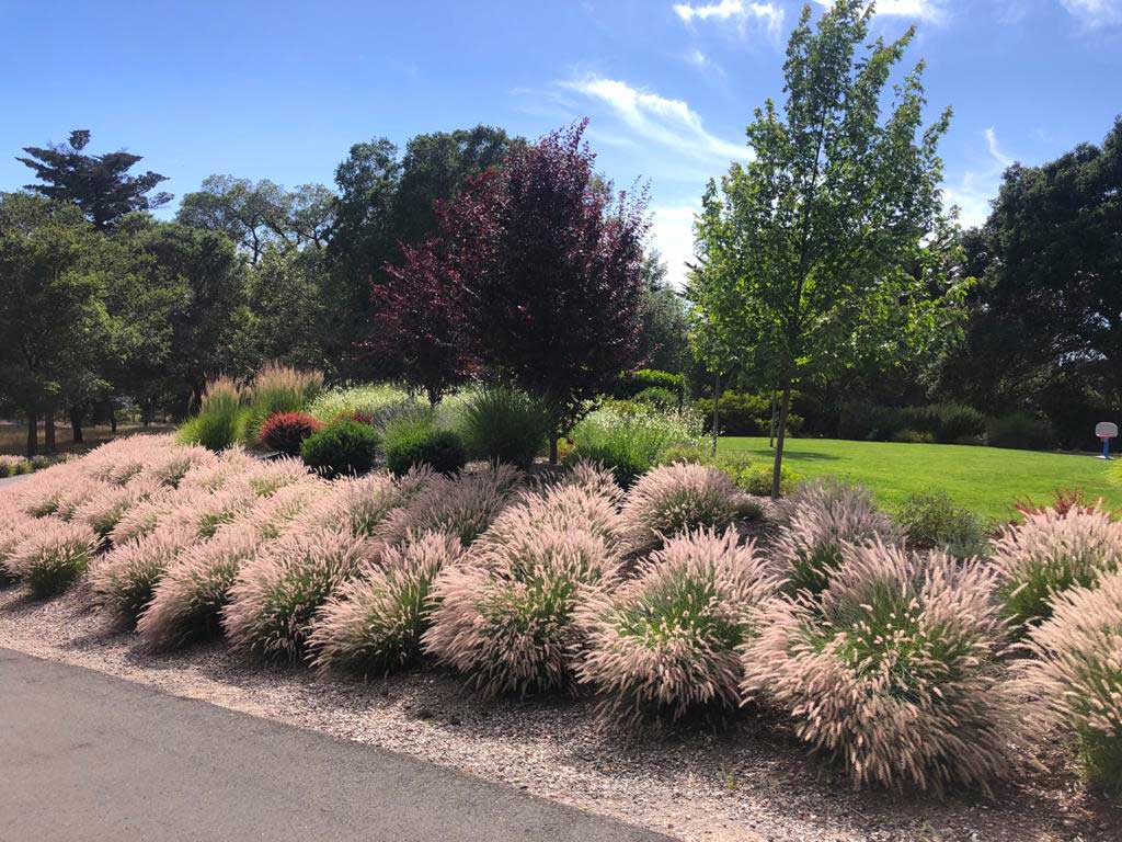 Native Gardening from Eternal Landscape Solutions<br />
