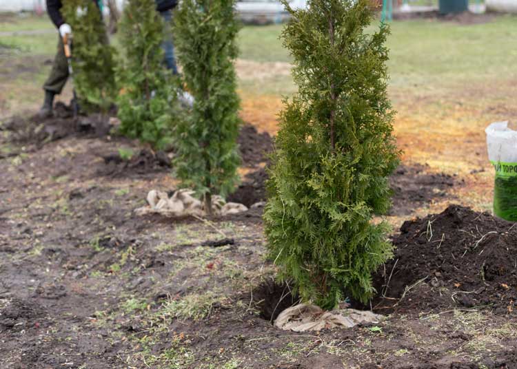 Tree Planting